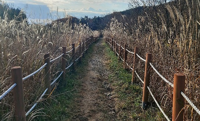 바다 습지 탐방로